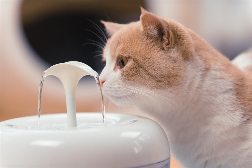 beyaz renkli otomatik su kabının yanında tekir kedi