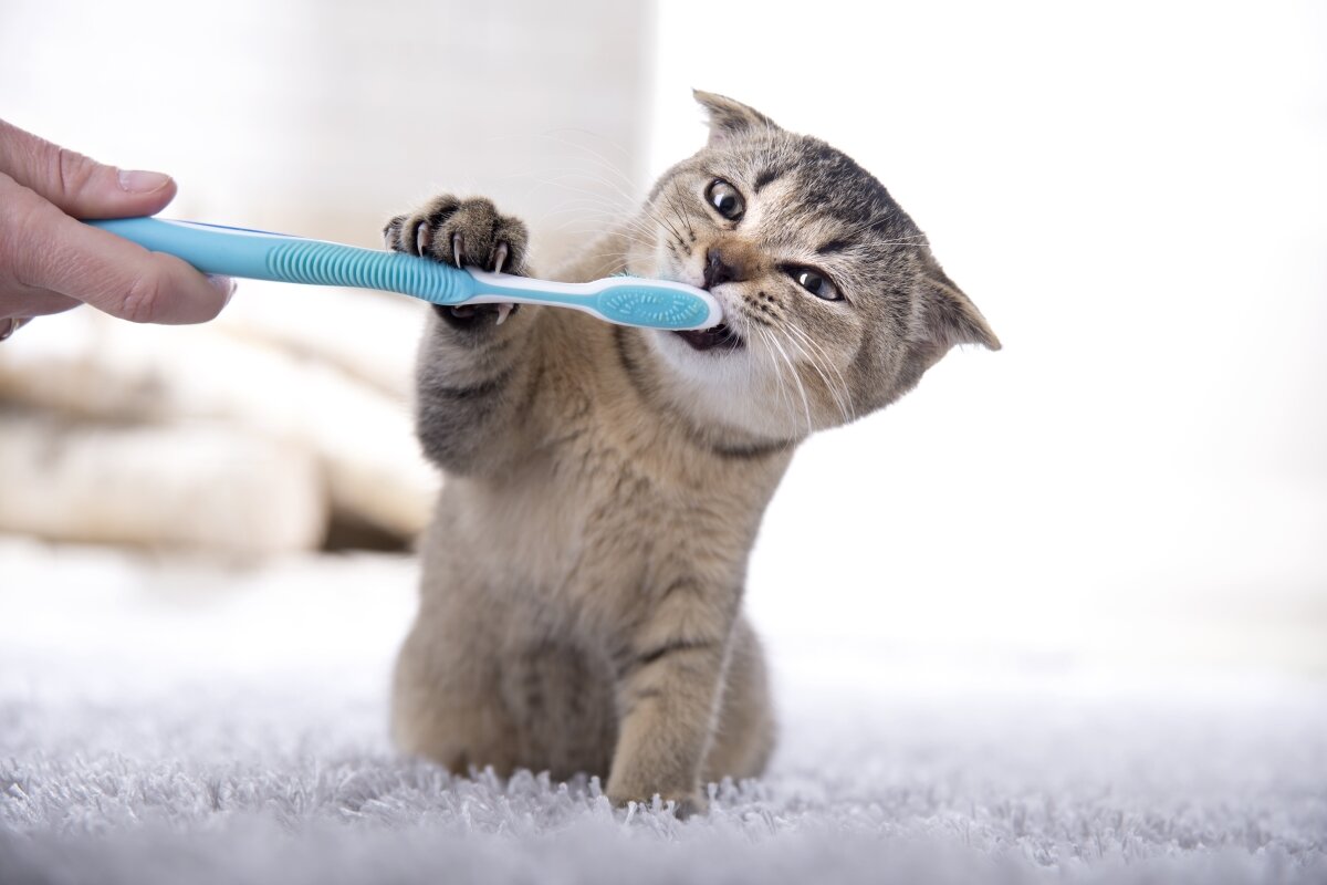 diş fırçasıyla oynayan kedi