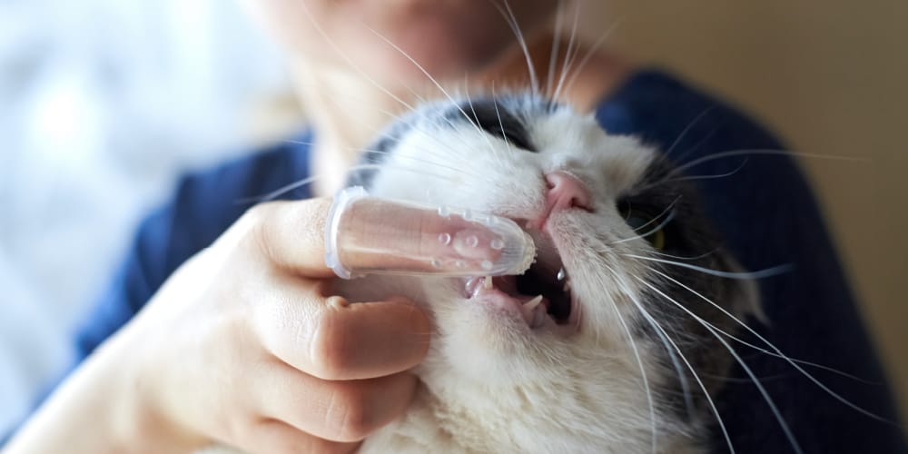kedilerde diş sorunları