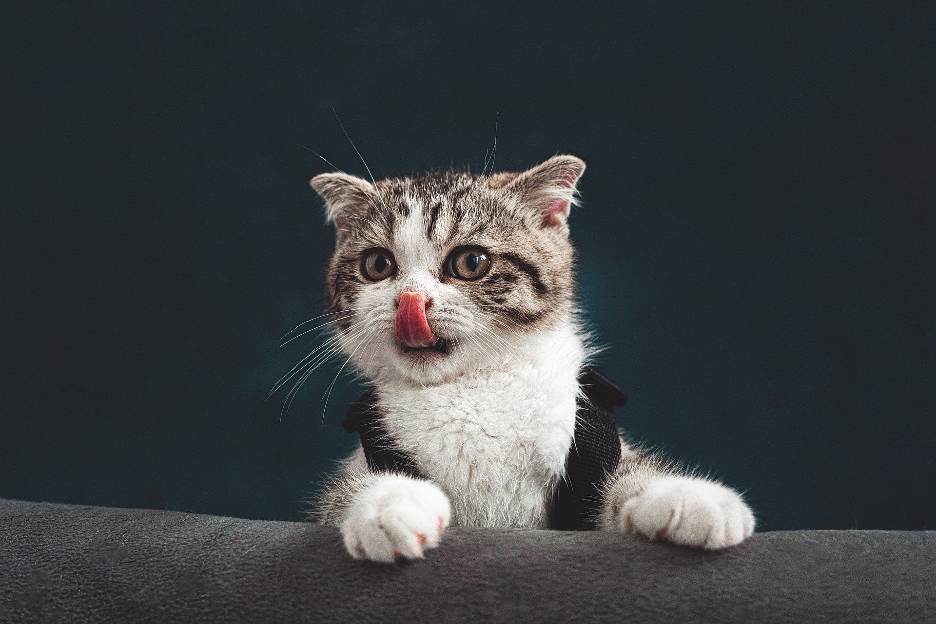 diliyle burnuna dokunan yavru tekir kedi