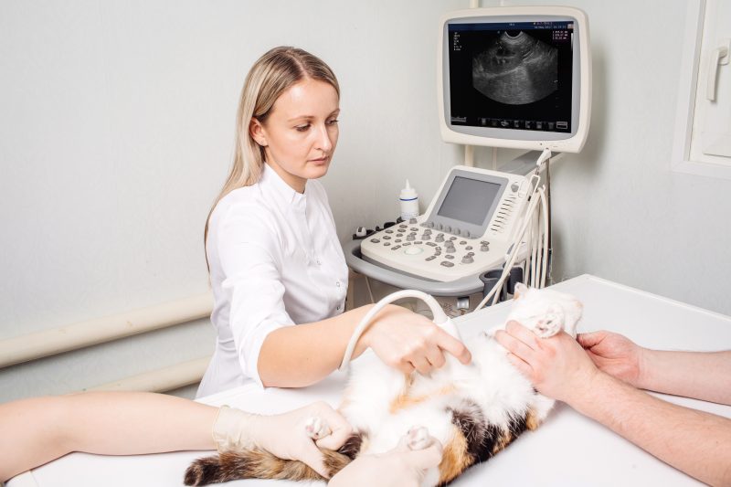 veteriner hekim tarafından muayene edilen hamile kedi