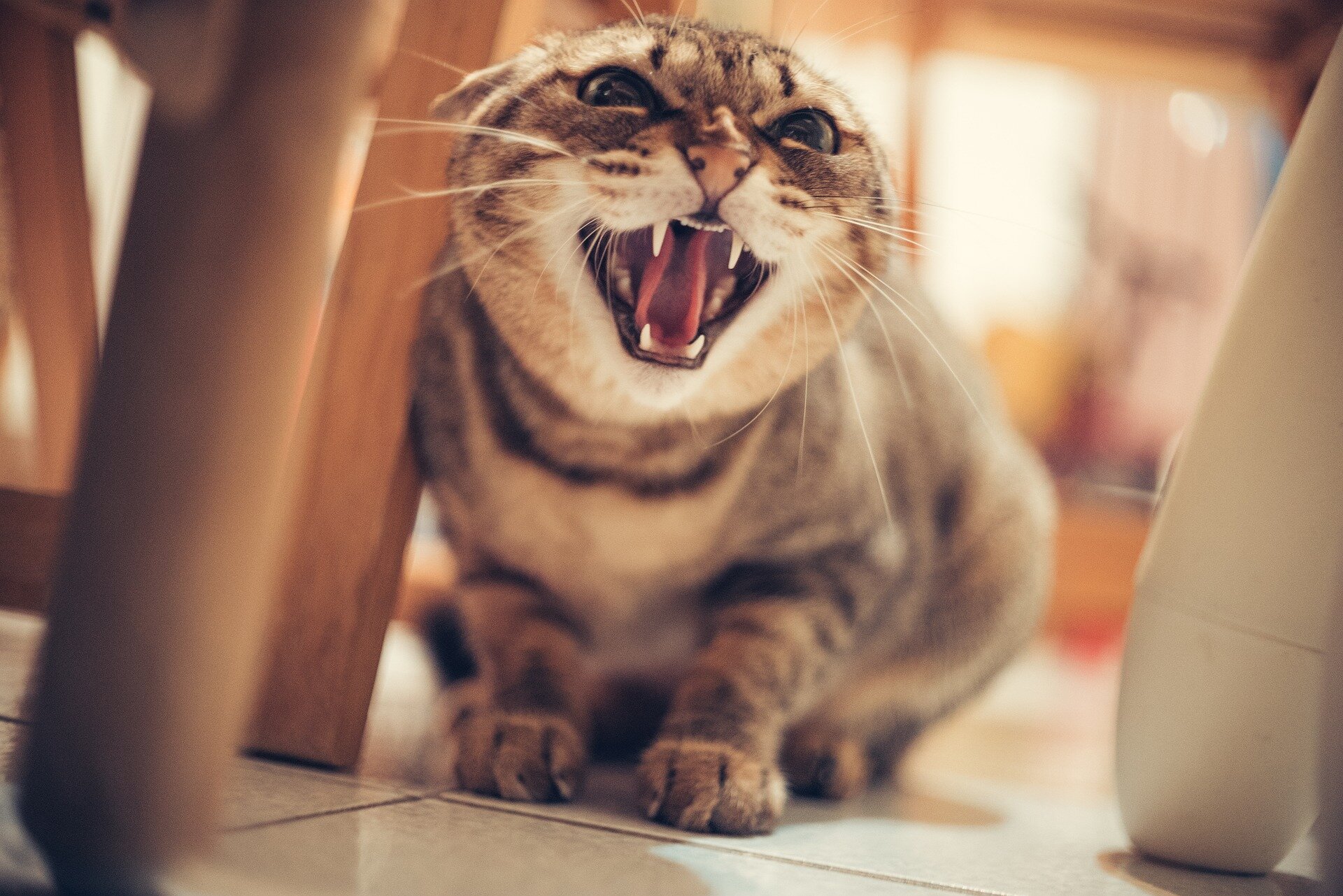 kızgın tıslayan kedi