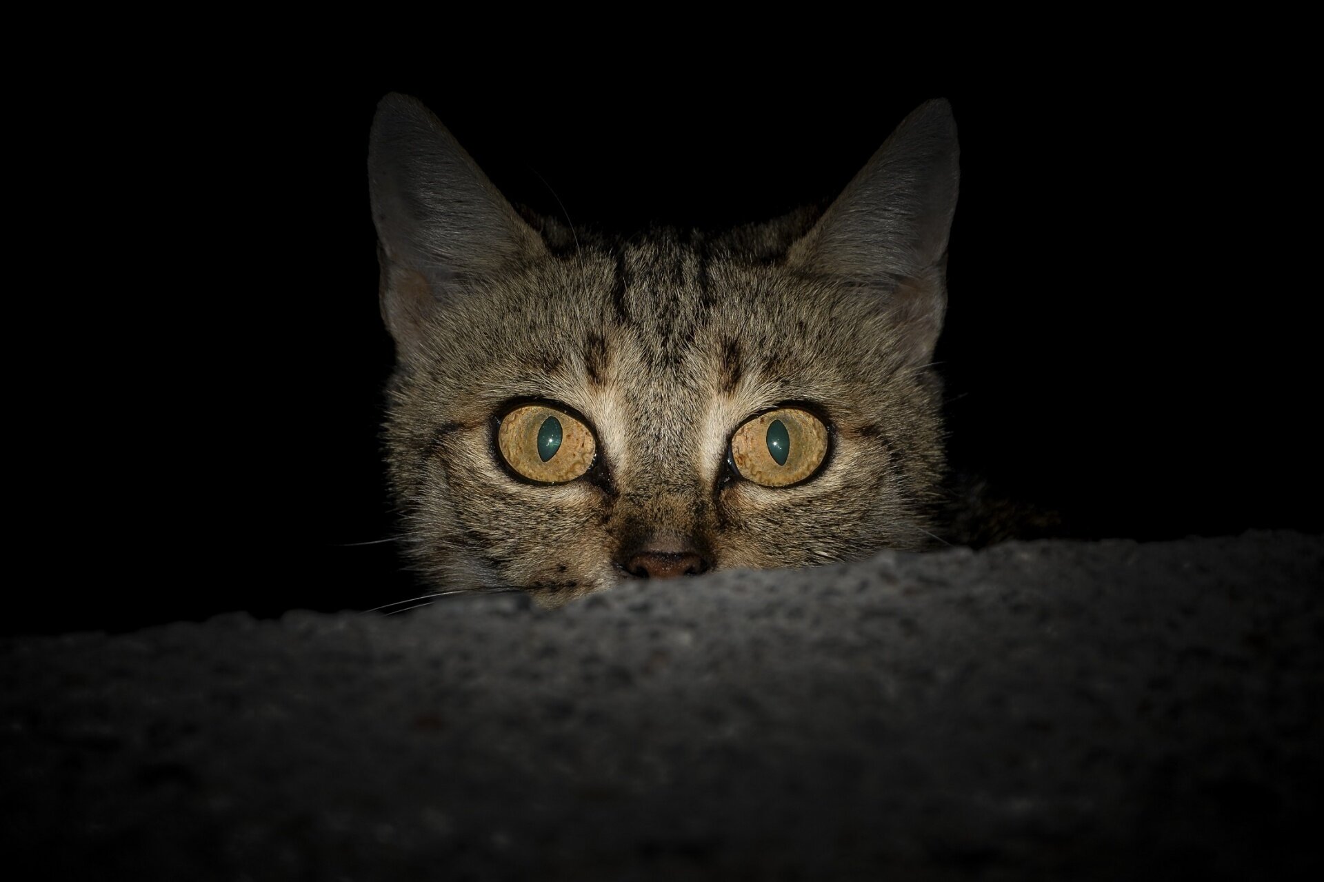 kedileri geceleri neden miyavlar?