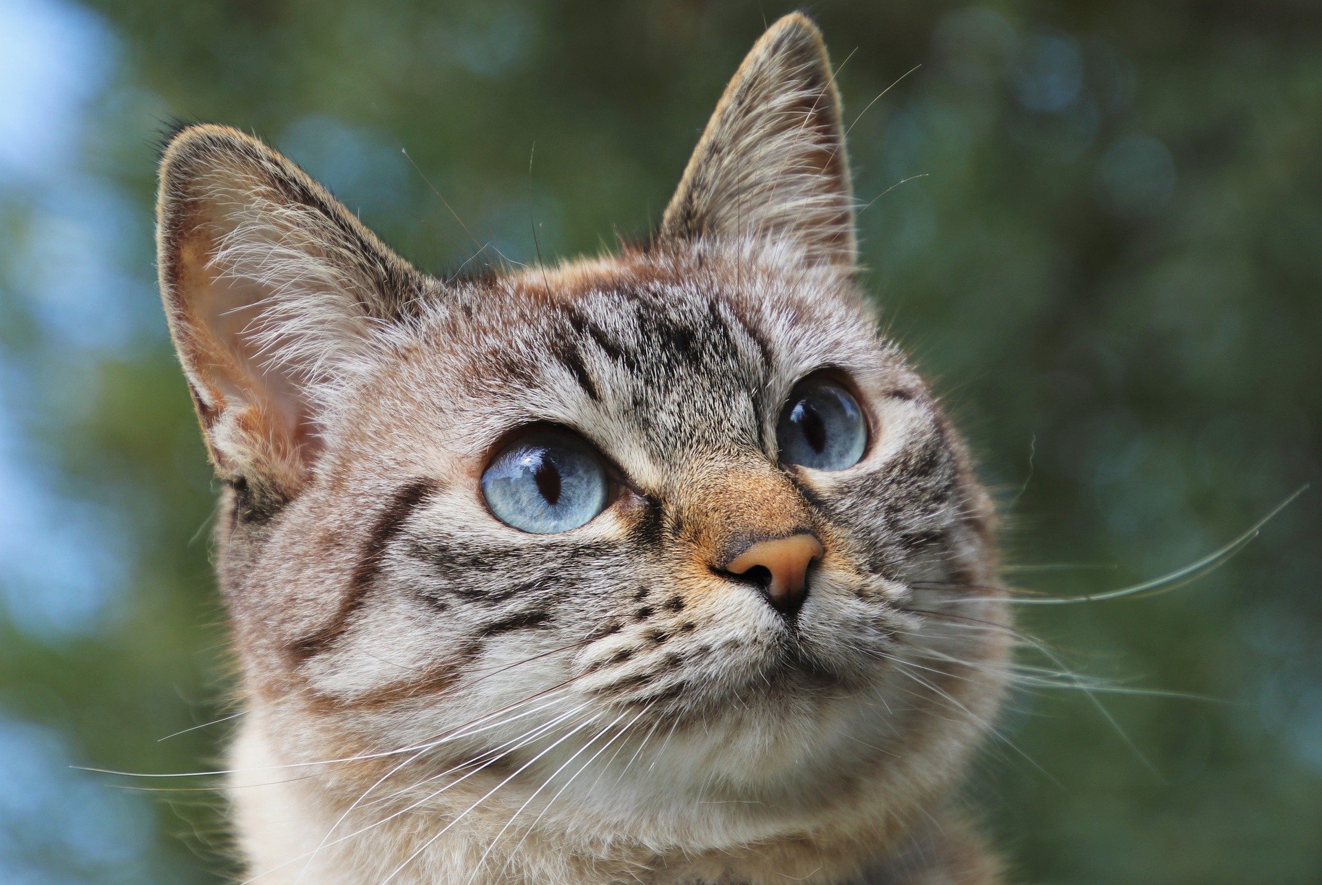 mavi gözlü karşıya bakan tekir kedi