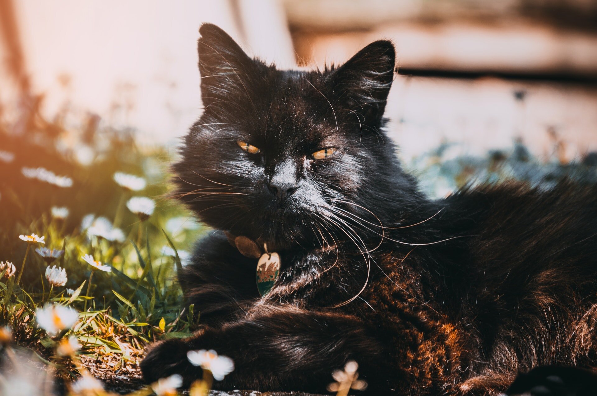 gözleri kısık siyah uzun tüylü kedi bahçede oturuyor