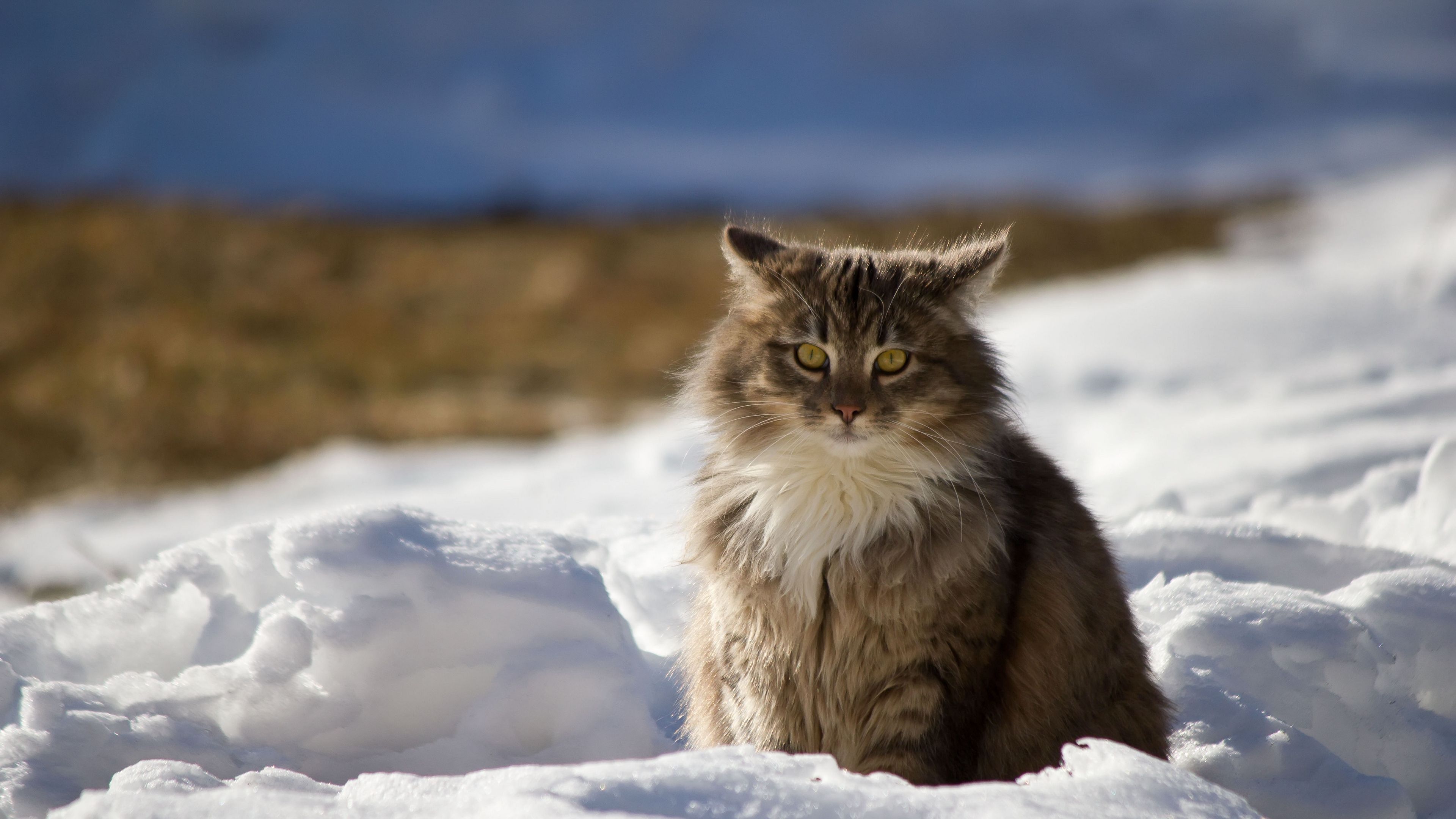 karda oturan sarı gözlü yetişkin kedi