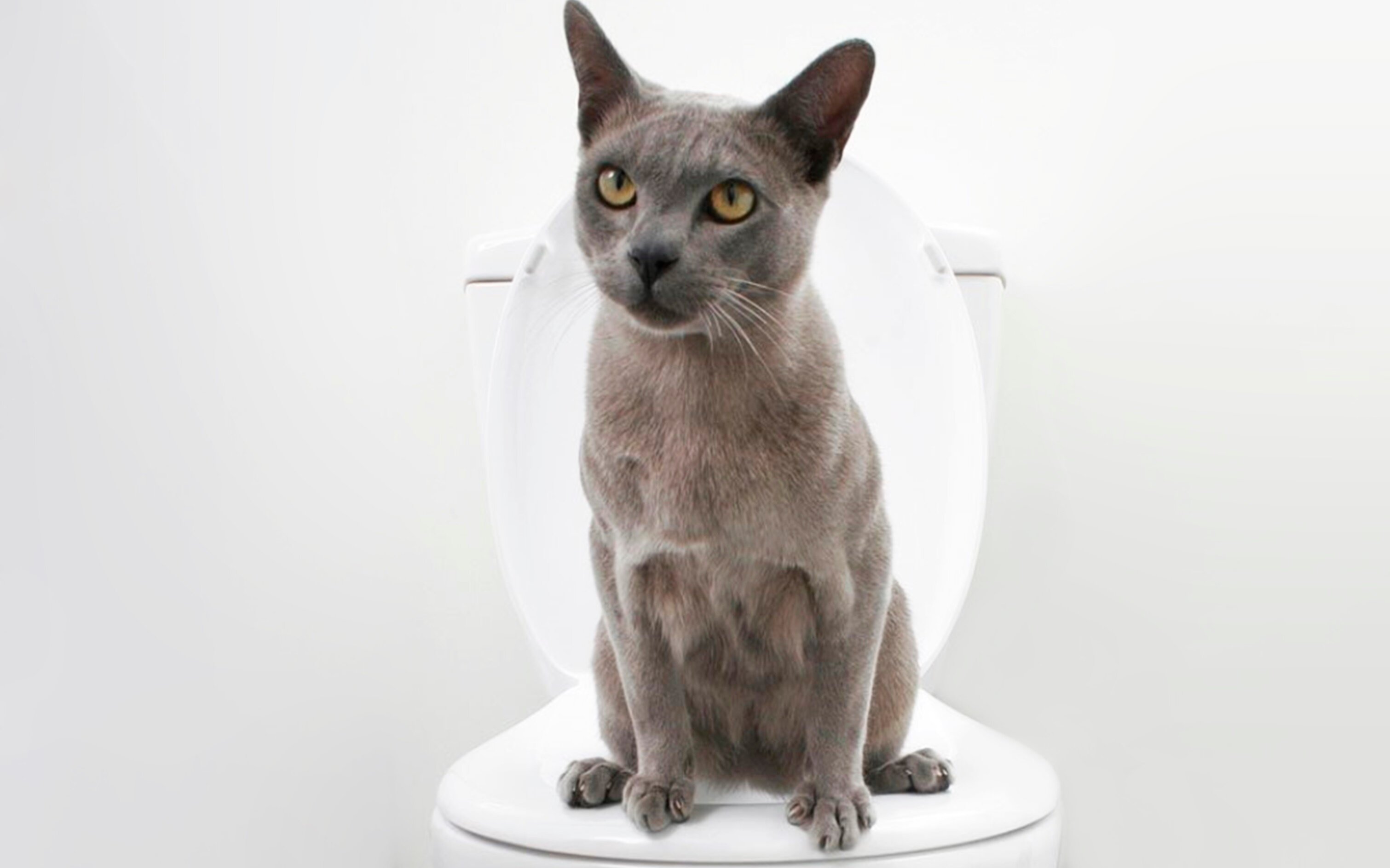 tuvalete oturmuş gri kedi