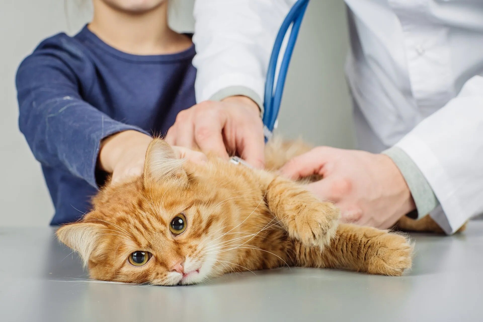 veterinerin tedavi ettiği sarı kedi