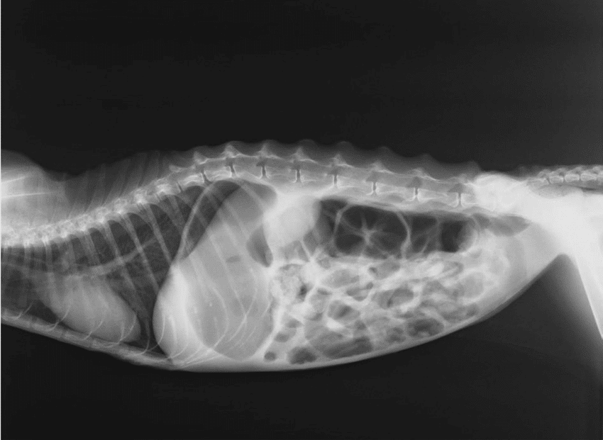 kedi röntgeni