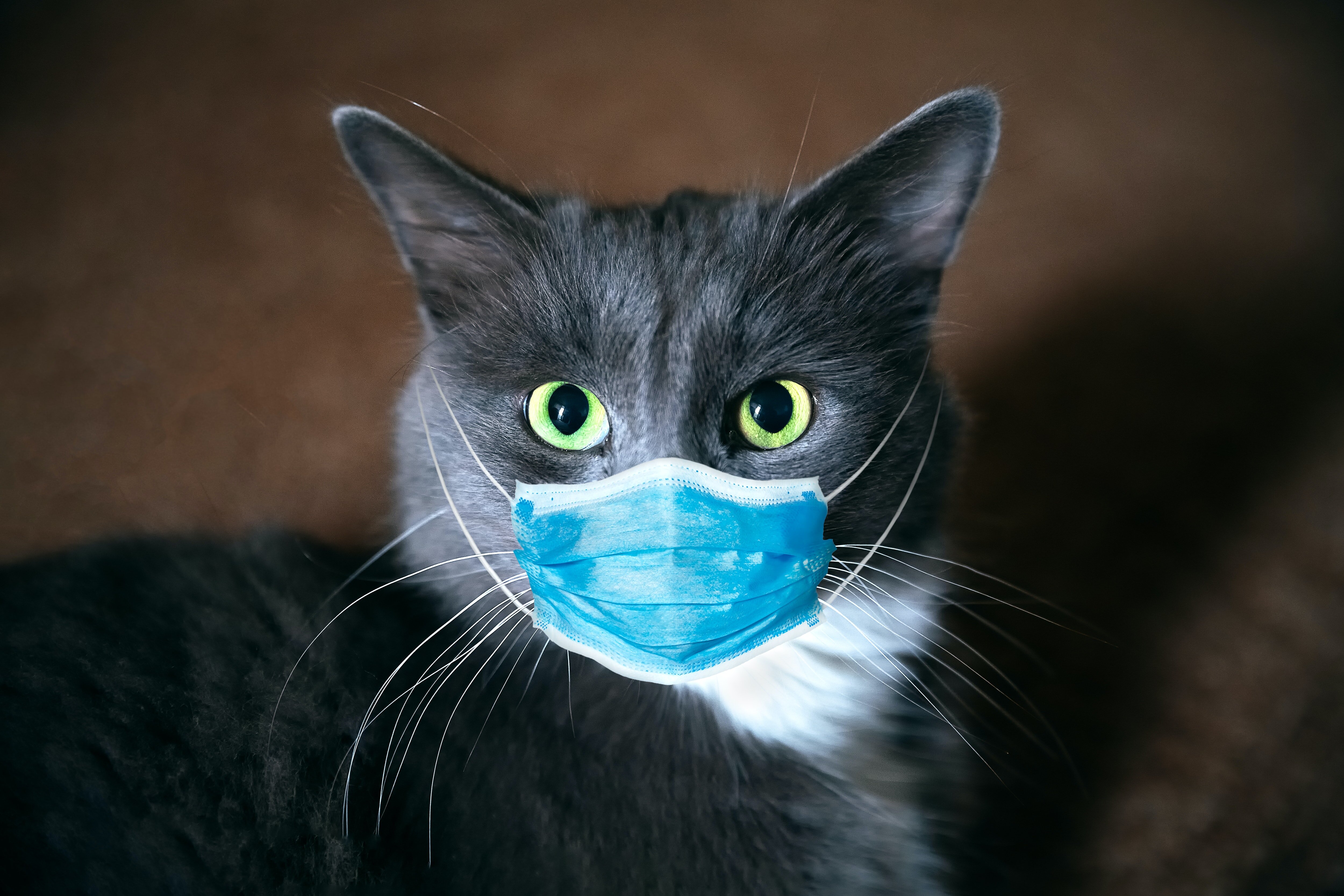 mavi maske takmış gri kedi