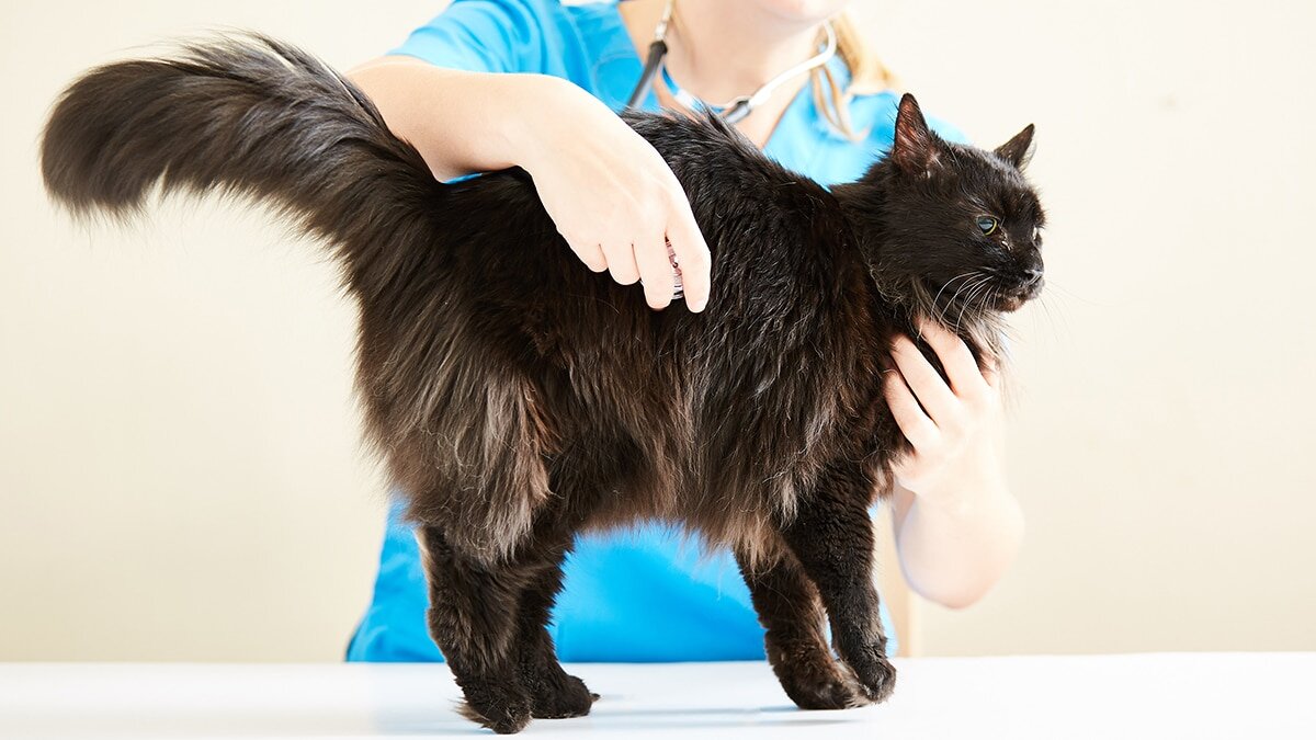 veteriner hekim muayenesi yapılan siyah kedi