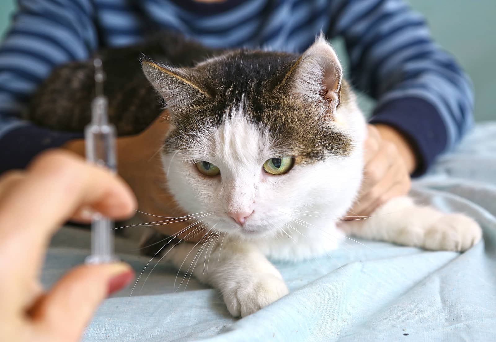 aşı uygulanan kedi