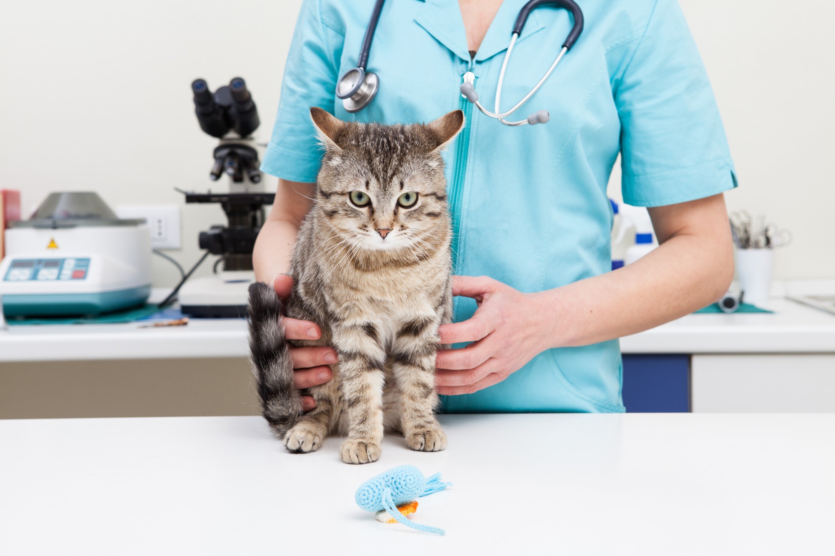 veteriner masasında oturan kedi