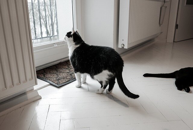 camdan bakan siyah beyaz kedi