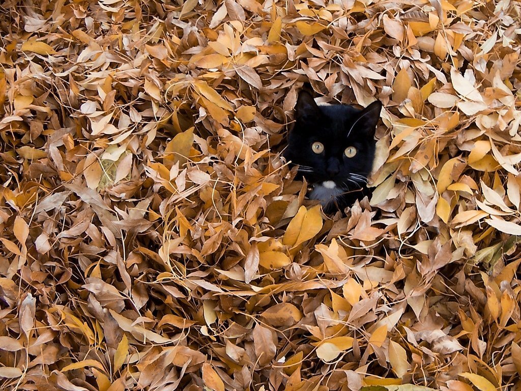 yaprakların içerisinde kamufle olmuş siyah kedi