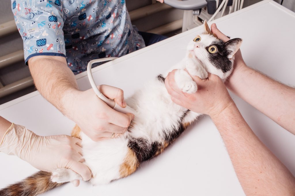 veteriner hekim muayenesinde ultrason çekilen kedi