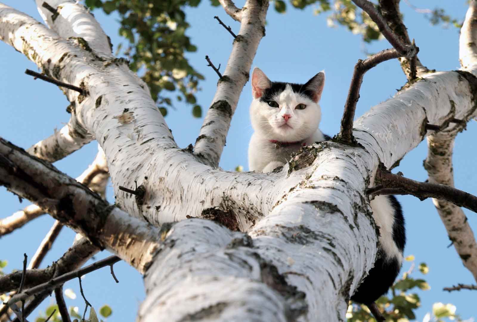 ağaç tepesinde aşağı bakan kedi