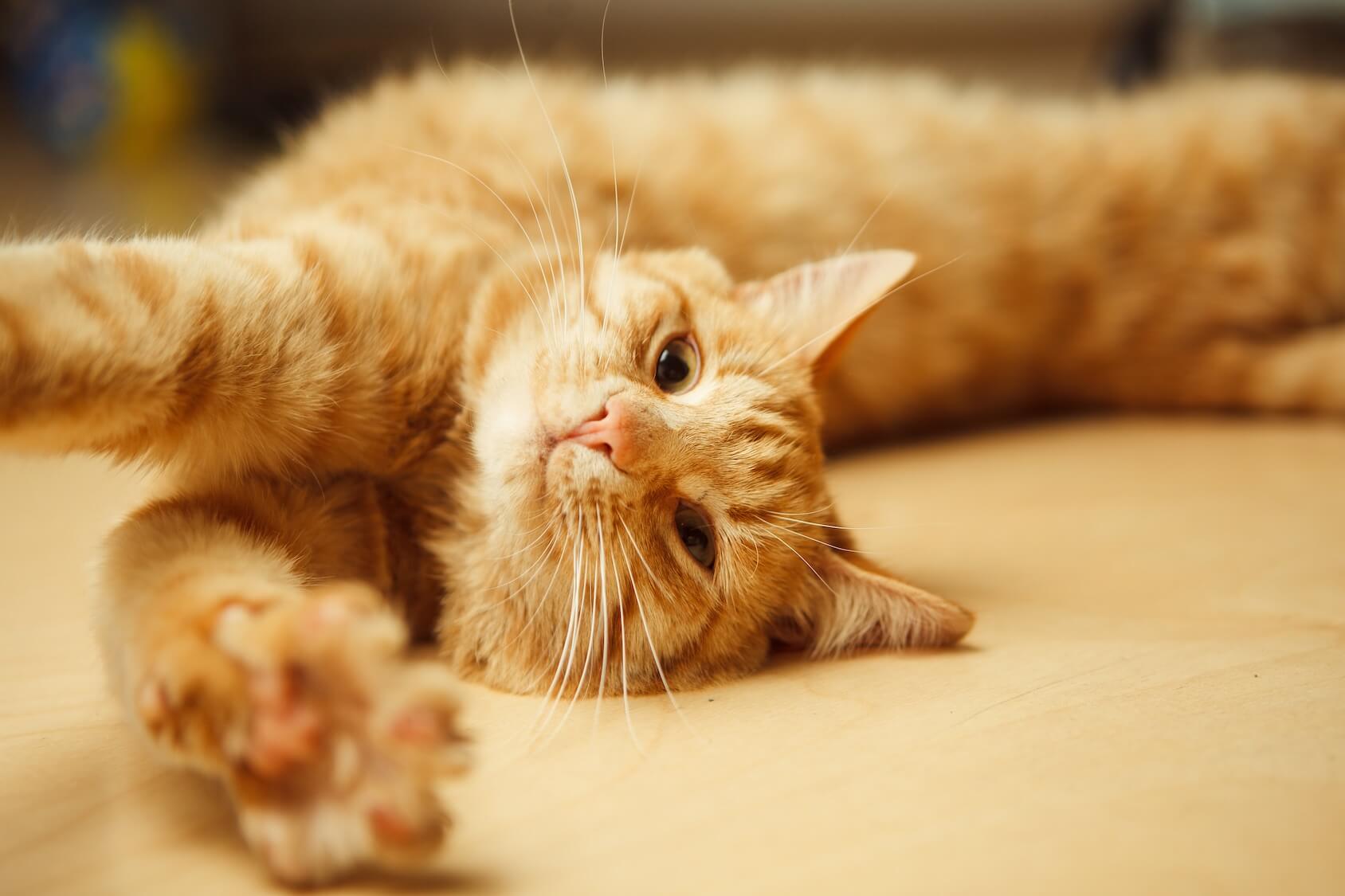 yerde yatan turuncu tüylü kedi