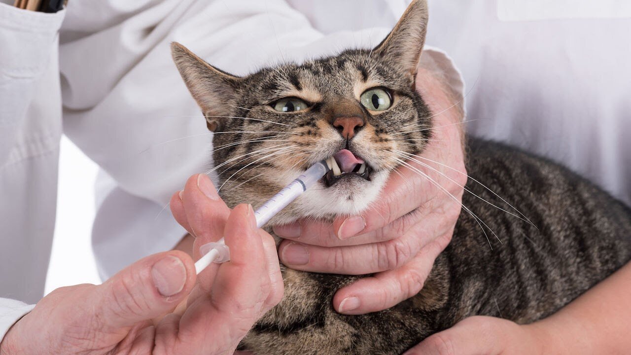şırınga ile ilaç içirilen kedi