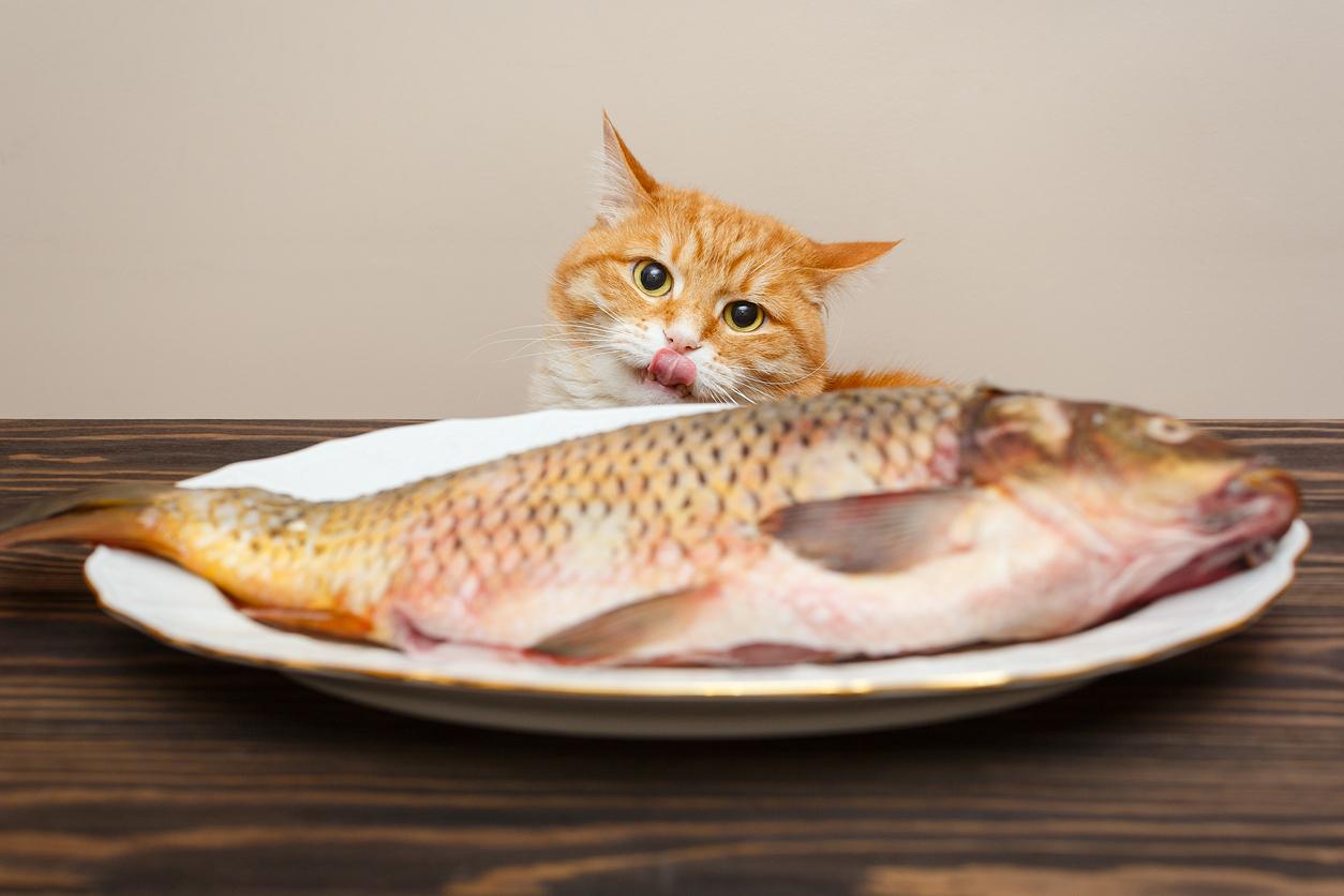 balığa bakan sarman kedi