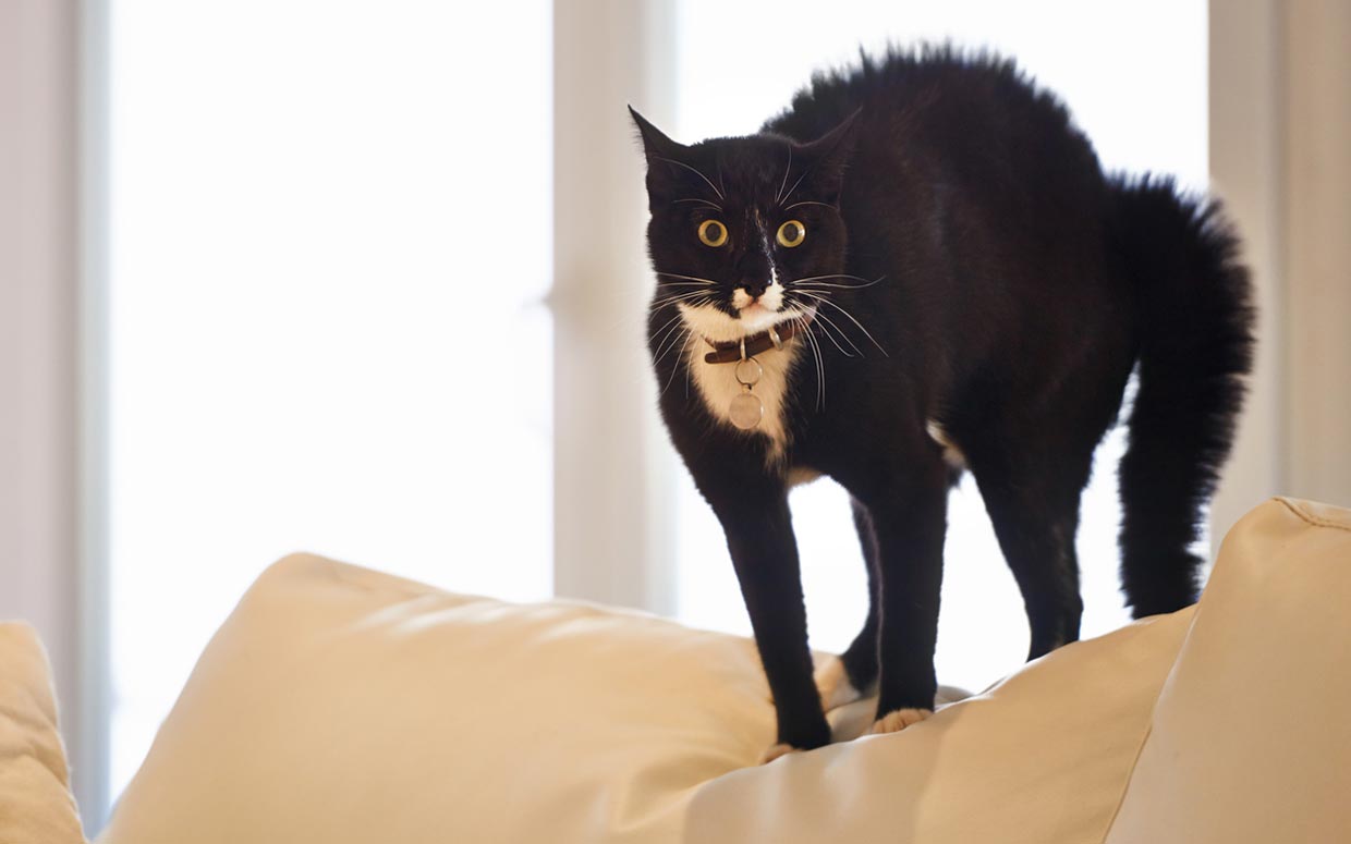 korkudan kabarmış siyah kedi