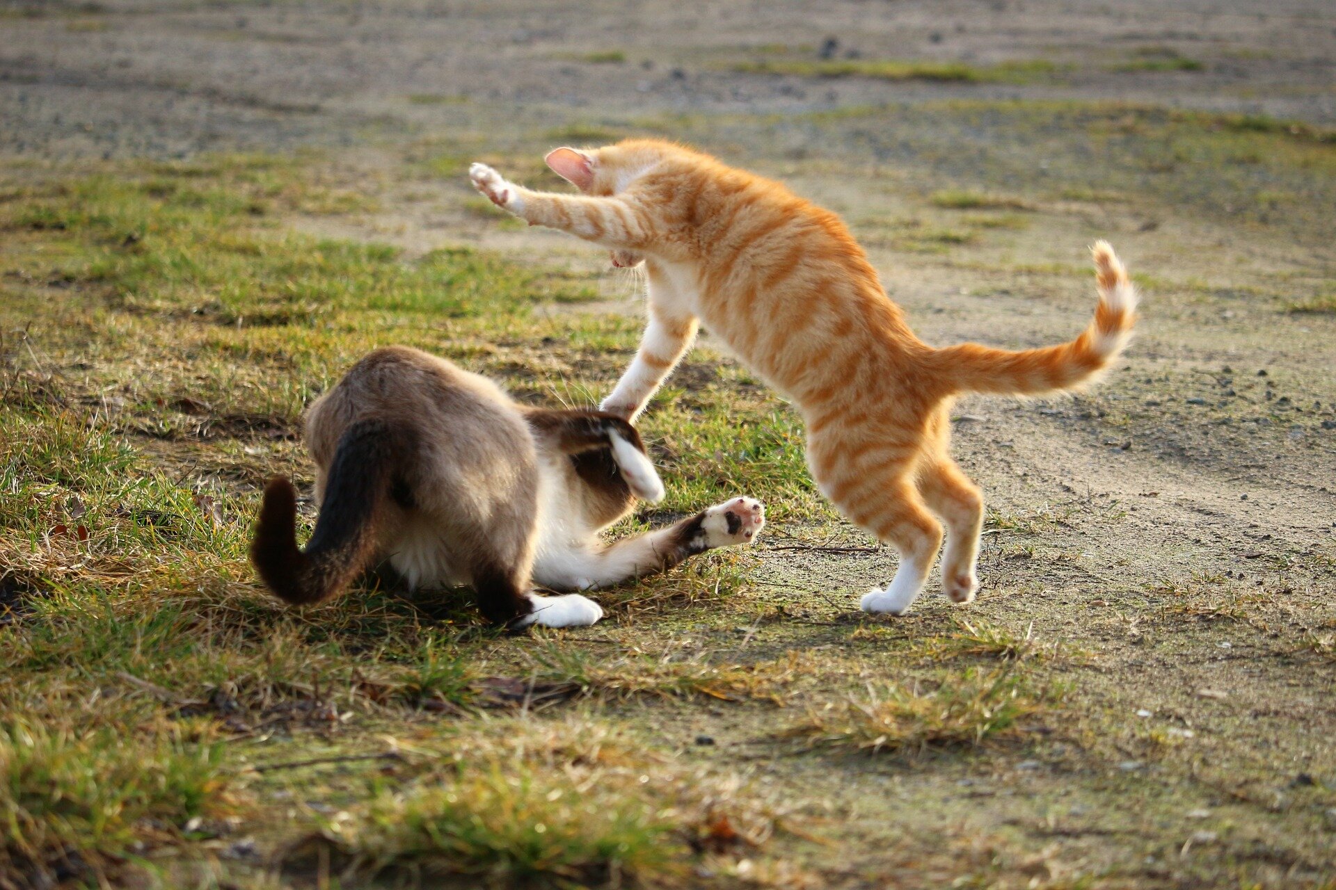 çimlik alanda oyun oynayan iki kedi