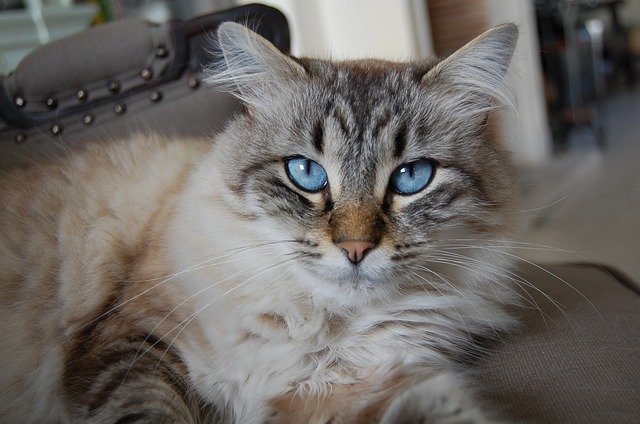 uzun tüylü mavi gözlü kedi