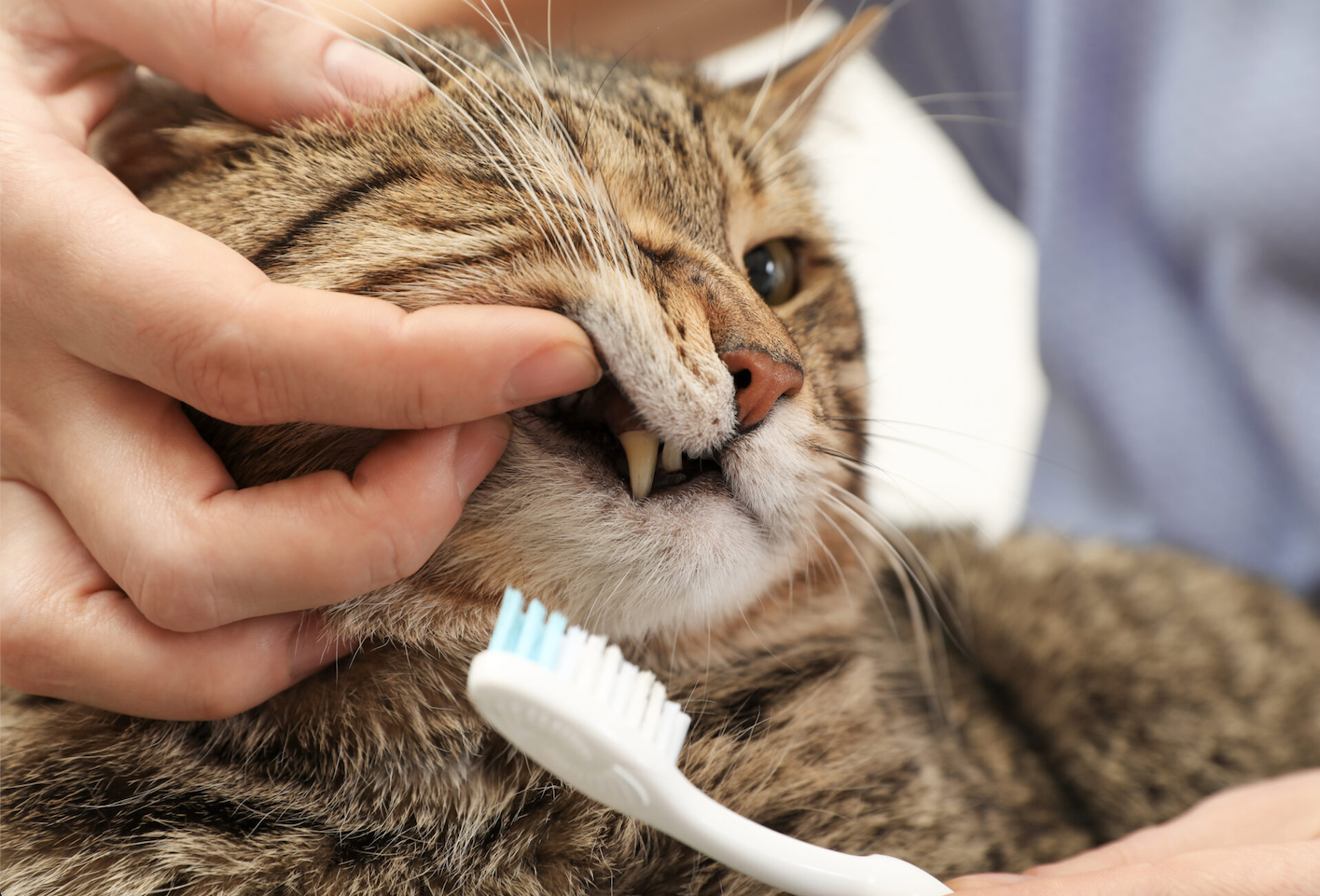 diş bakımı yapılan kedi