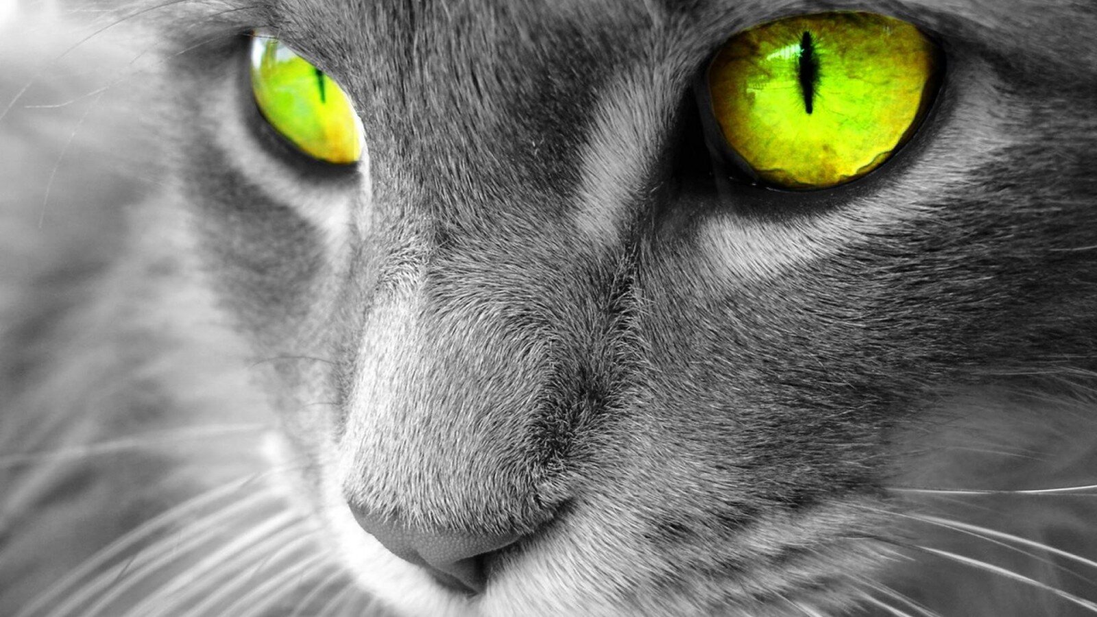 yeşil gözlü gri kedi