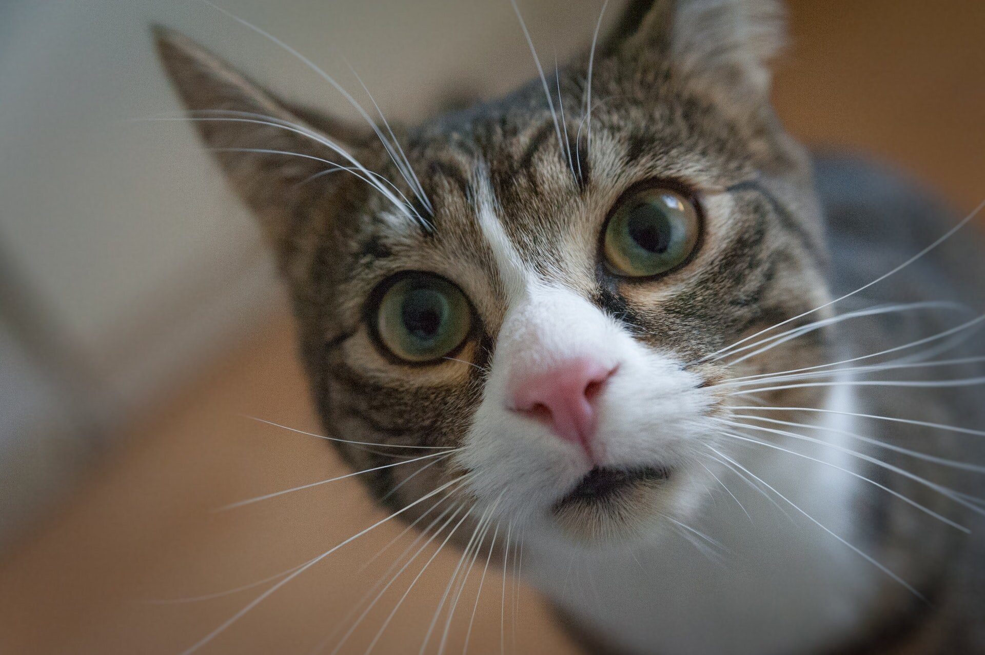 gözleri büyümüş pembe burunlu tekir kedi