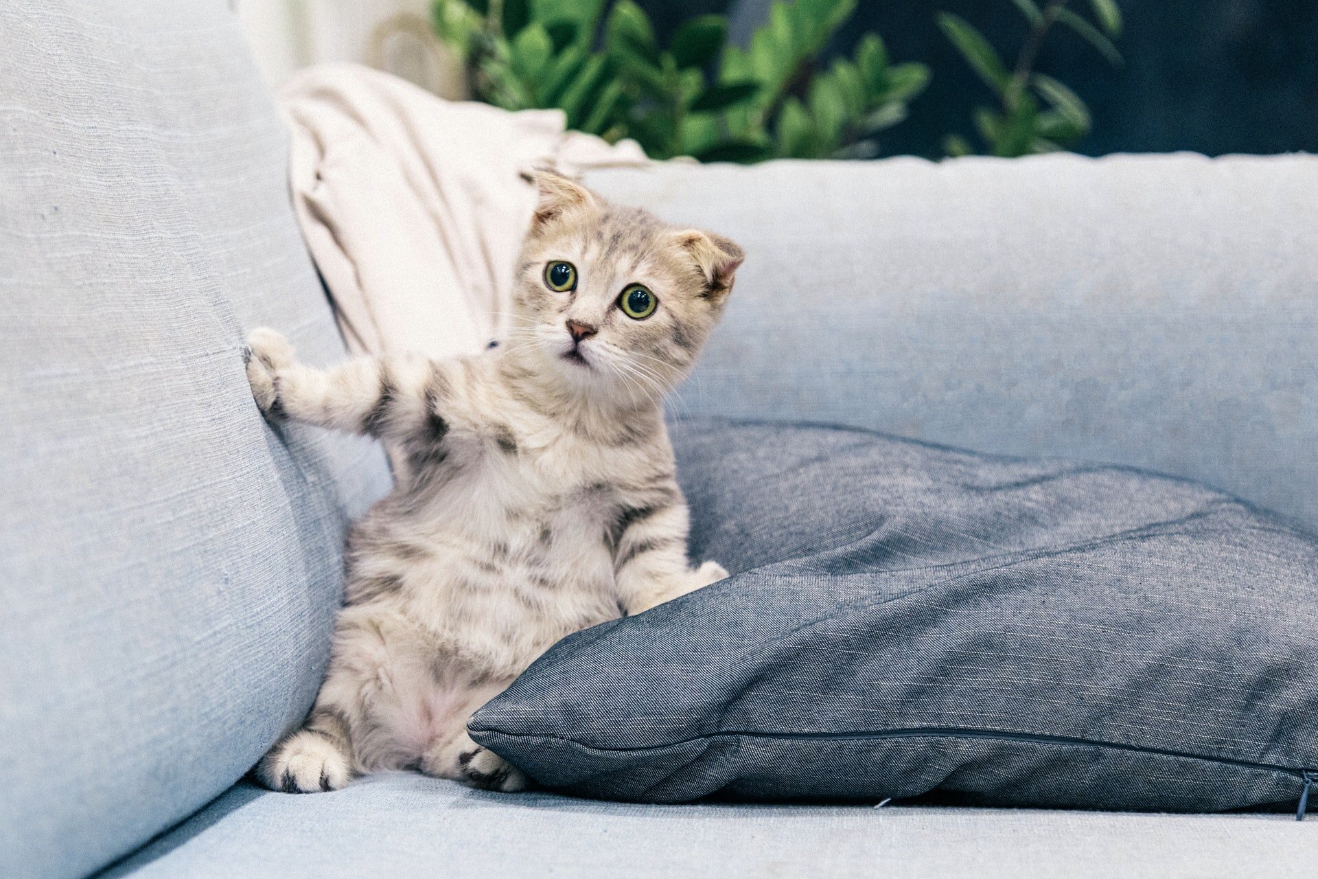 koltuğa yaslanmış gözbebekleri büyümüş yavru kedi
