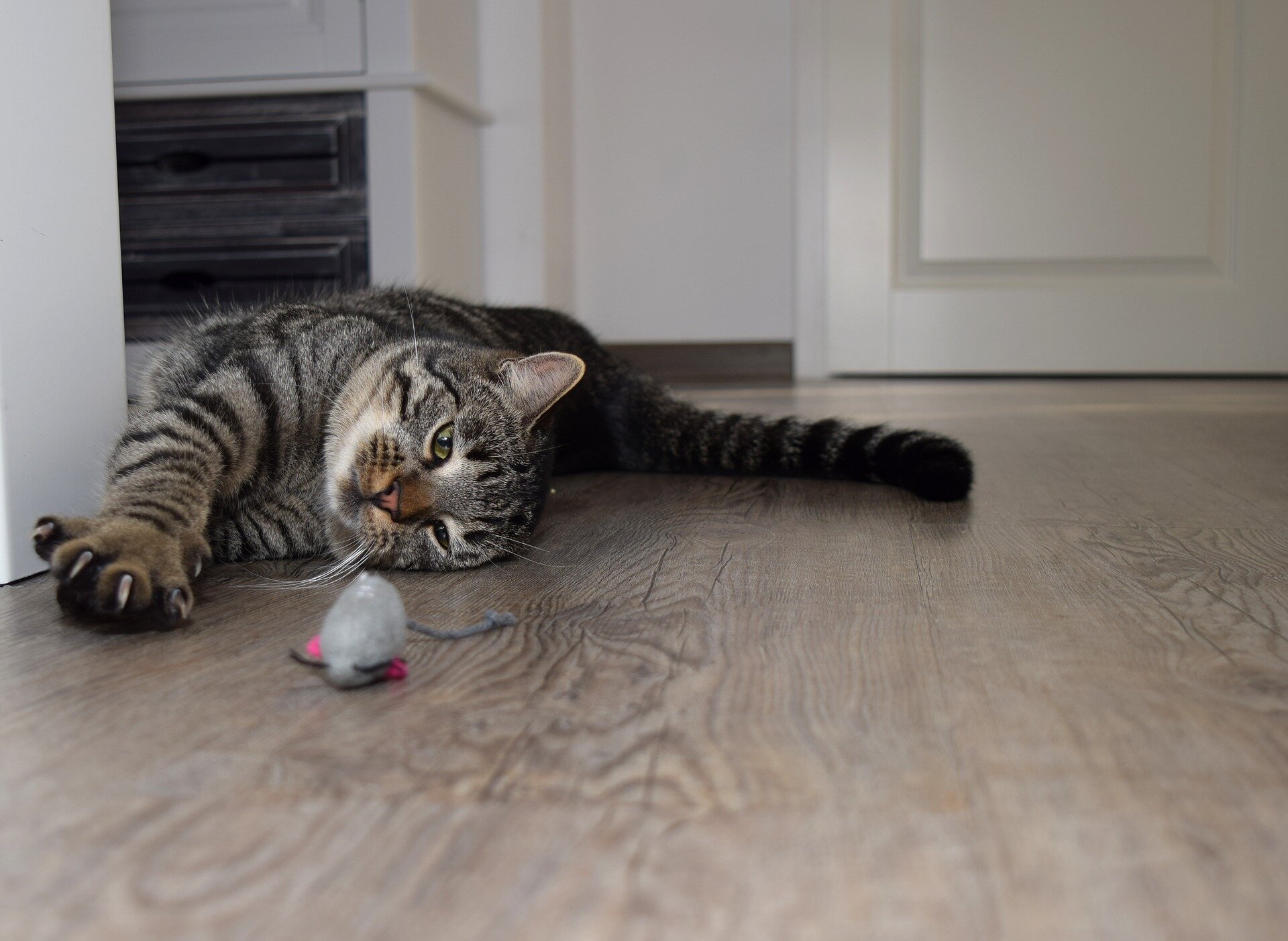 oyuncağı ile birlikte yerde yatan tekir kedi