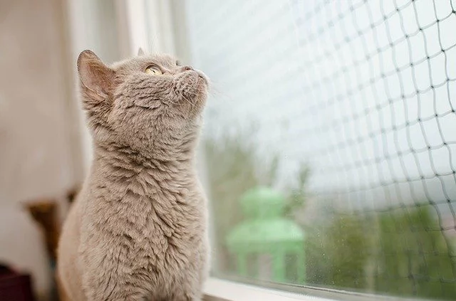 Güvenlik ağı olan pencereden dışarı bakan kedi