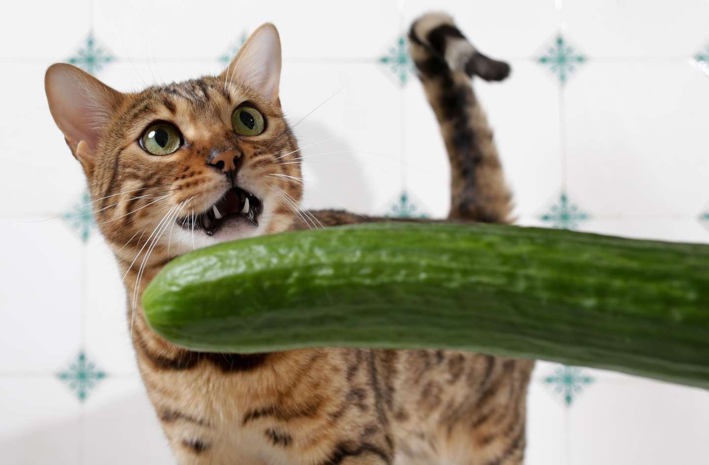 salatalığa korku dolu gözlerle bakan kedi
