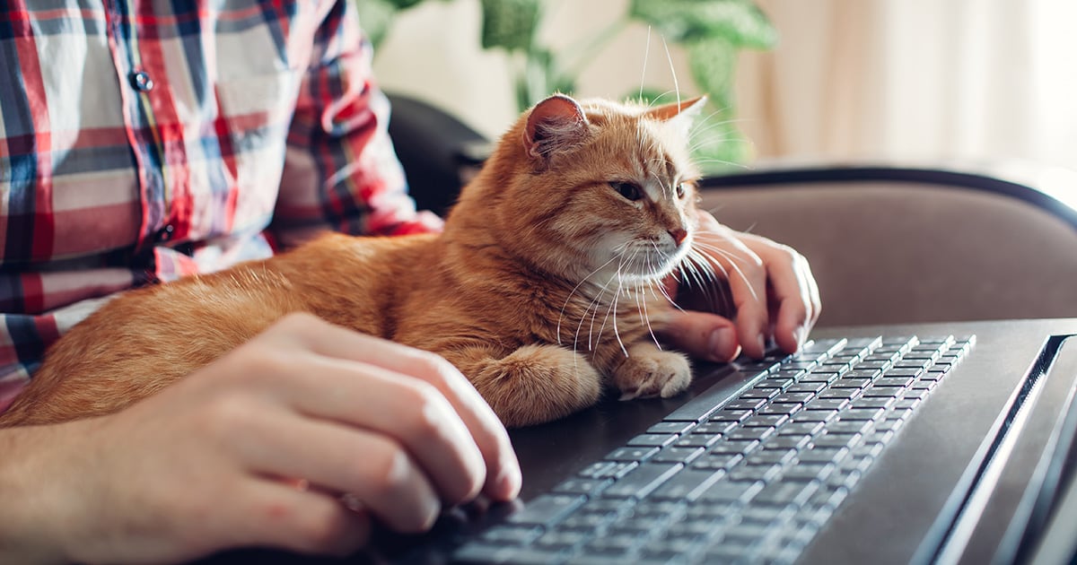 dizüstü bilgisayar önünde adamın kucağında oturan kedi