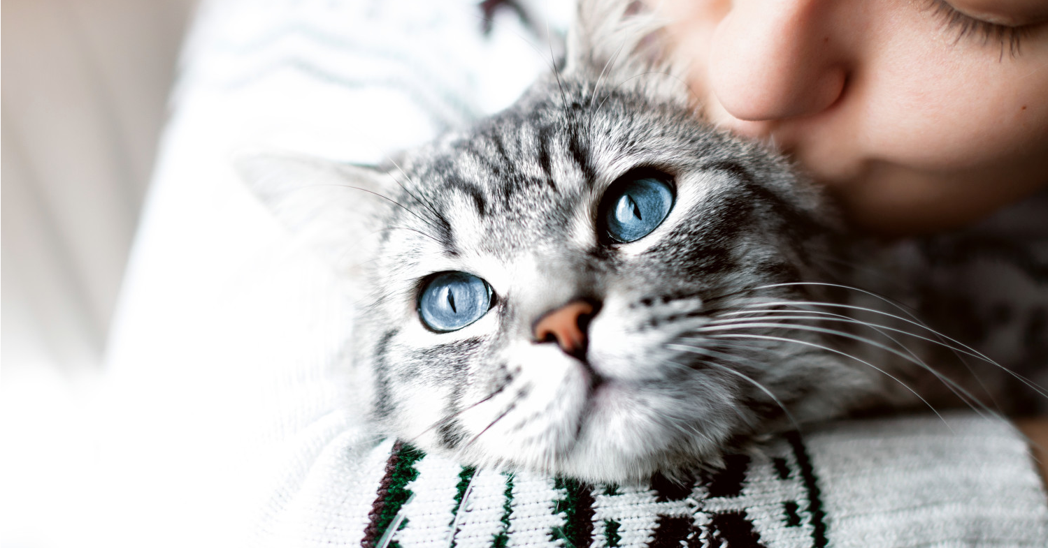gri renkli mavi gözlü kediyi öpen kadın