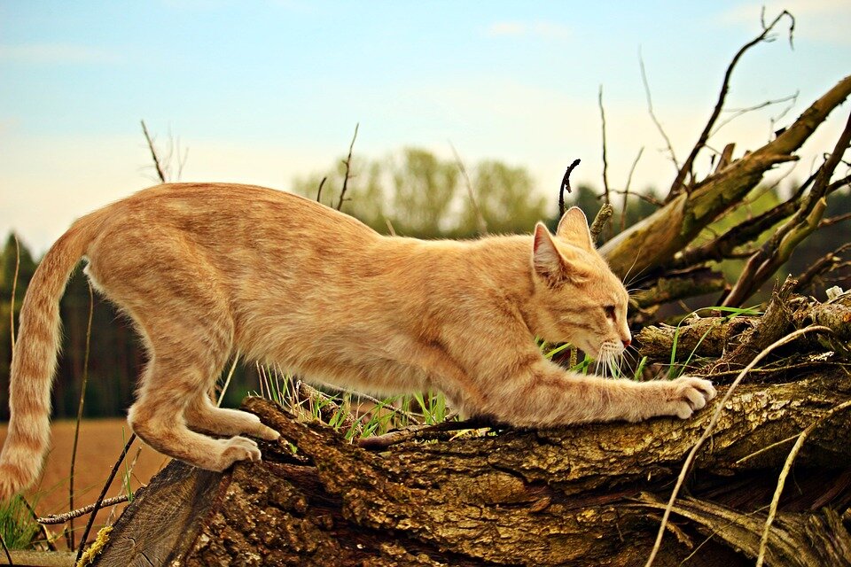 doğada ağaç gövdesi tırmalayan kedi