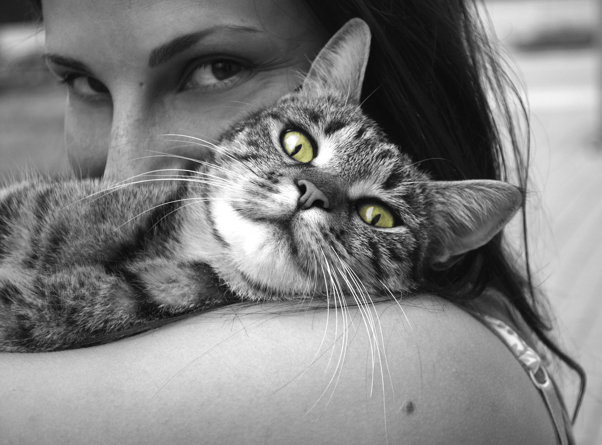 kadının kucağında yeşil gözlü tekir kedi