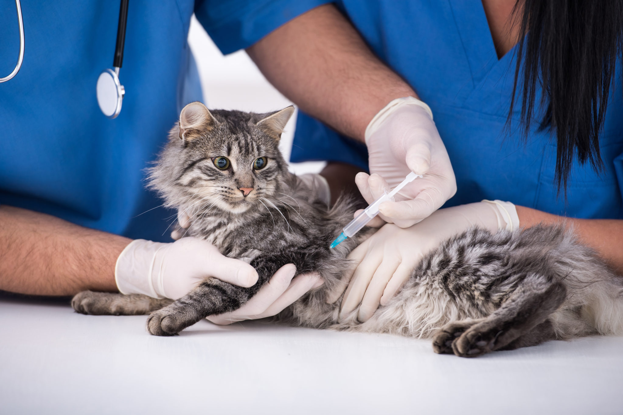 veteriner hekim tarafından tedavi edilen kedi