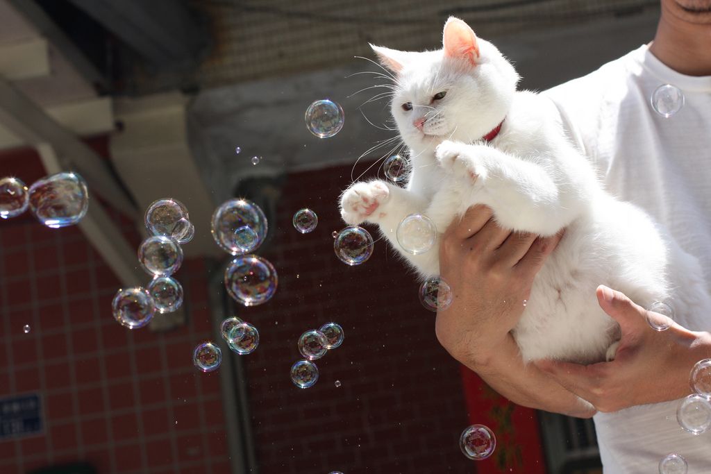 beyaz kedi baloncuklarla oynuyor
