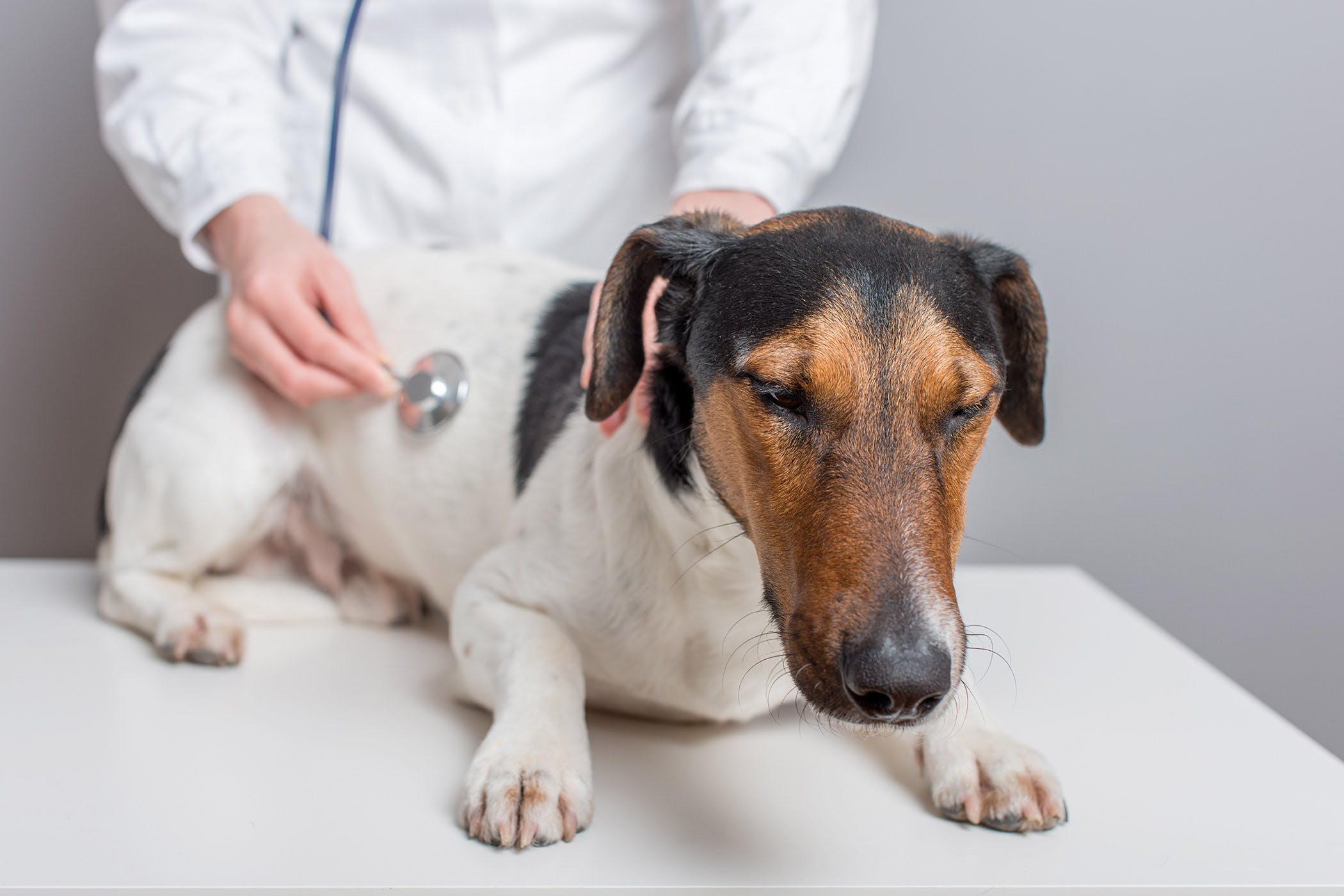 veteriner hekim tarafından muayene edilen köpek