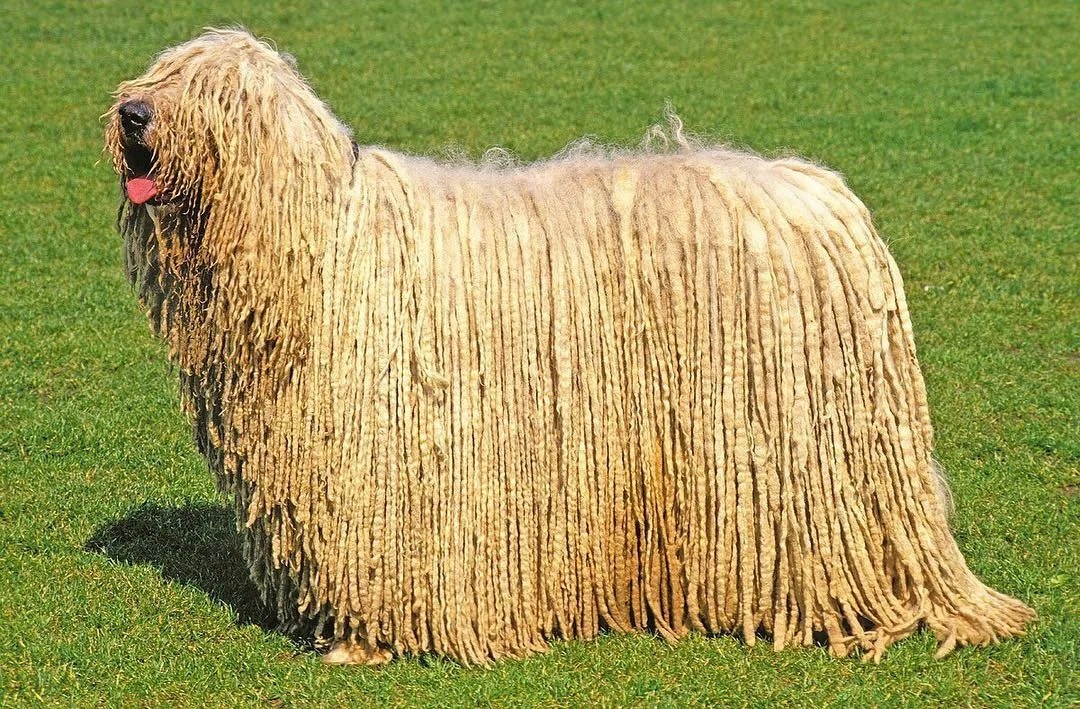 uzun kıvırcık tüylü komondor