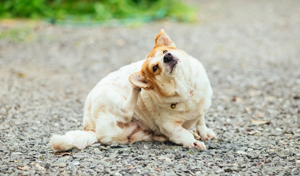 kulağını kaşıyan köpek