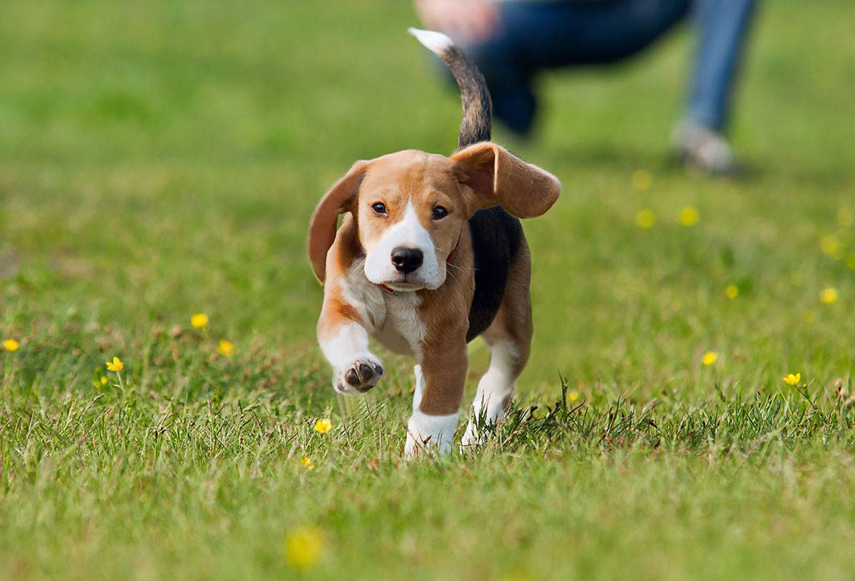 Beagle puppy running in the grass