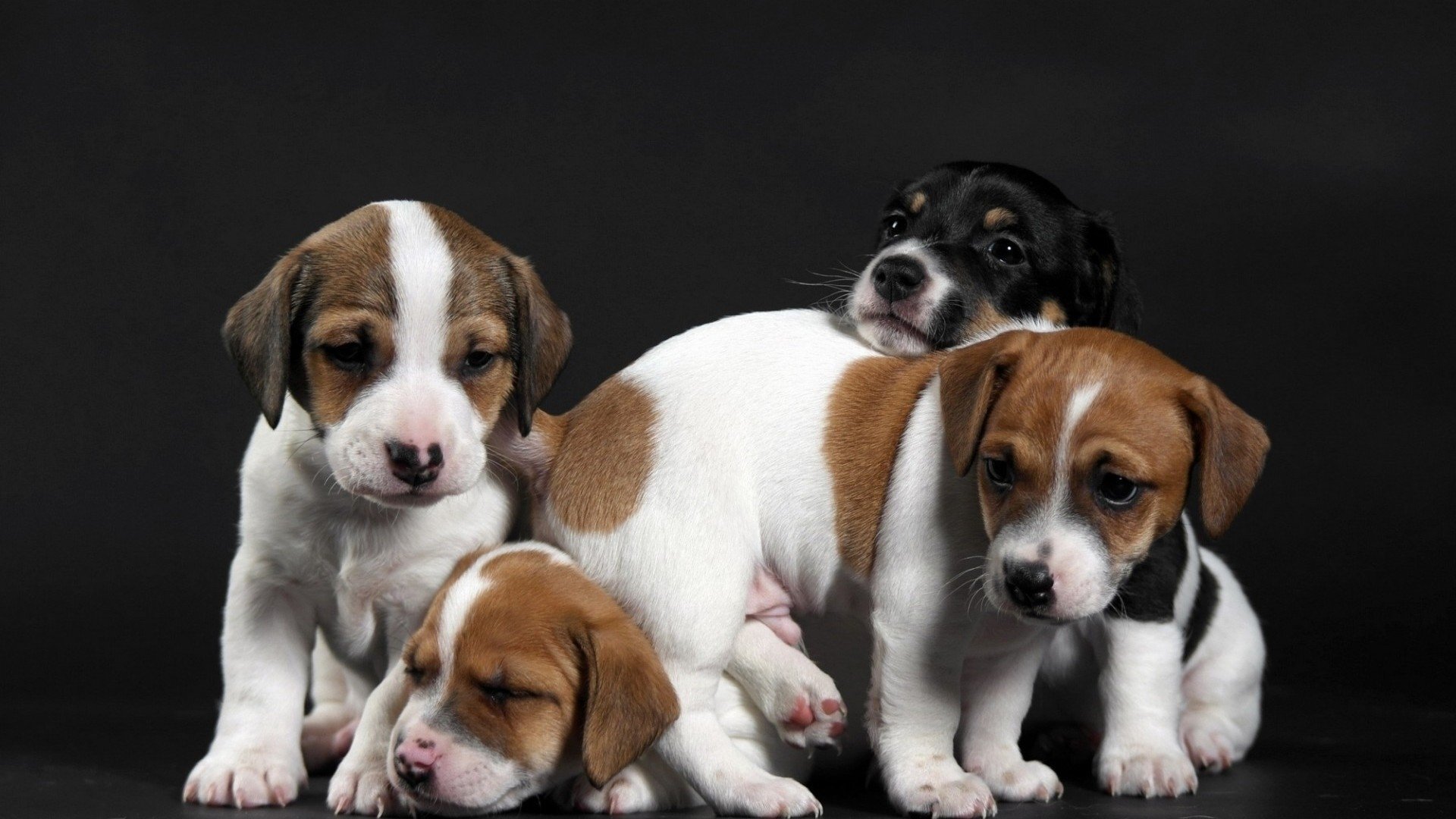 four tricolor puppies