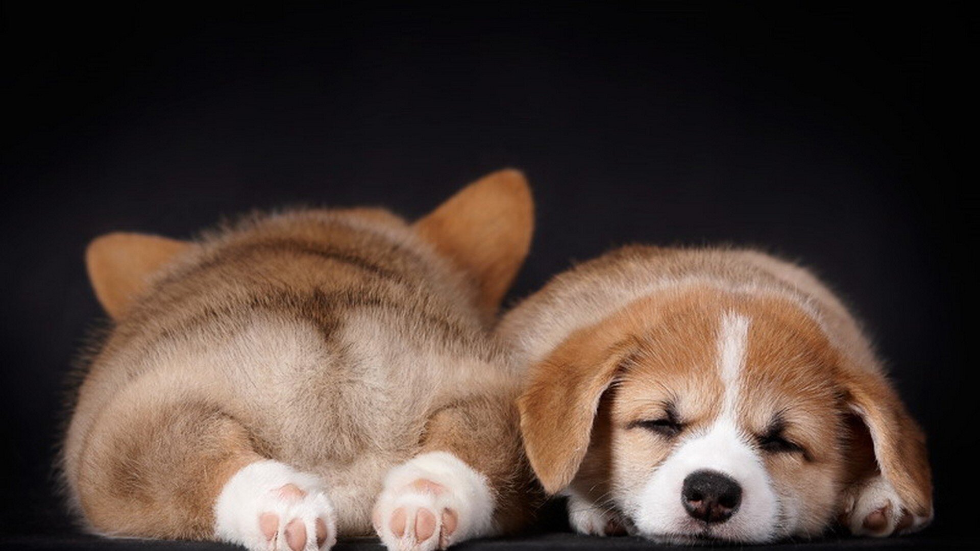puppies lying side by side