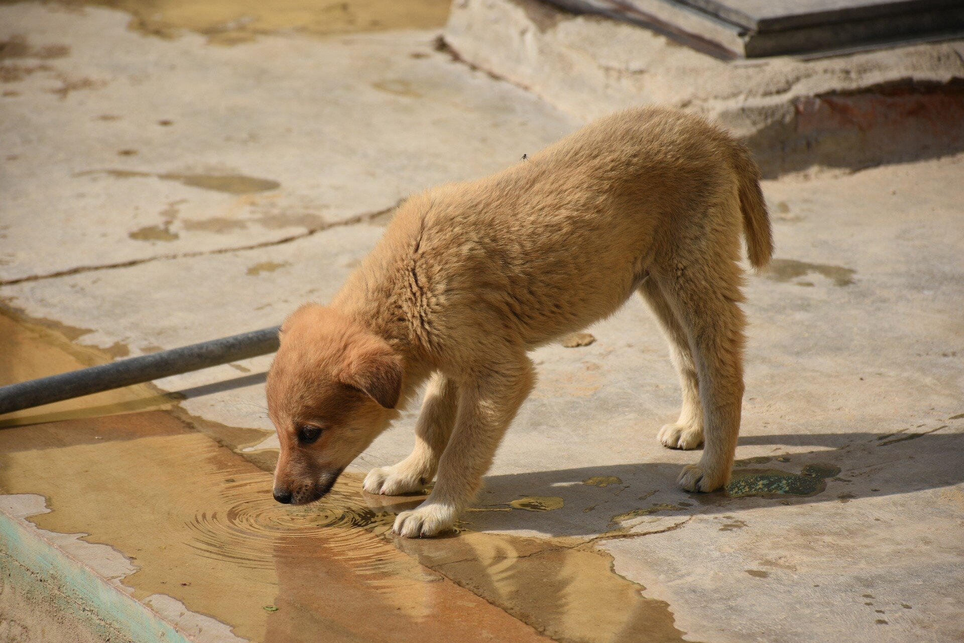 köpekler neden çok su içer