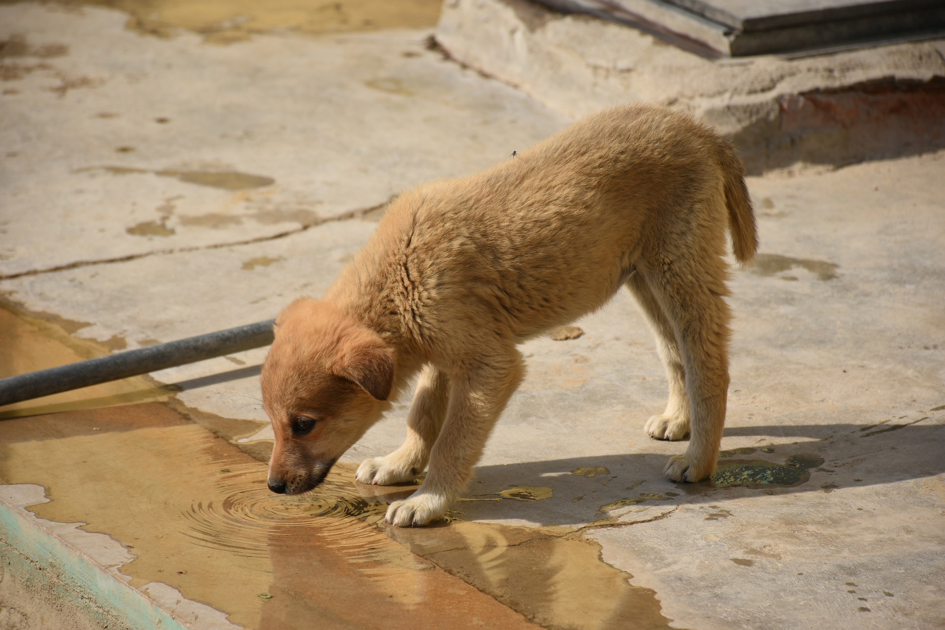 köpeğim sürekli kusuyor