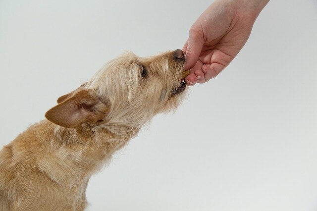 ödül maması yiyen küçük ırk köpek