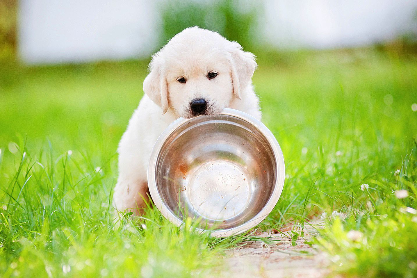 Golden Retriever puppy carrying empty food bowl